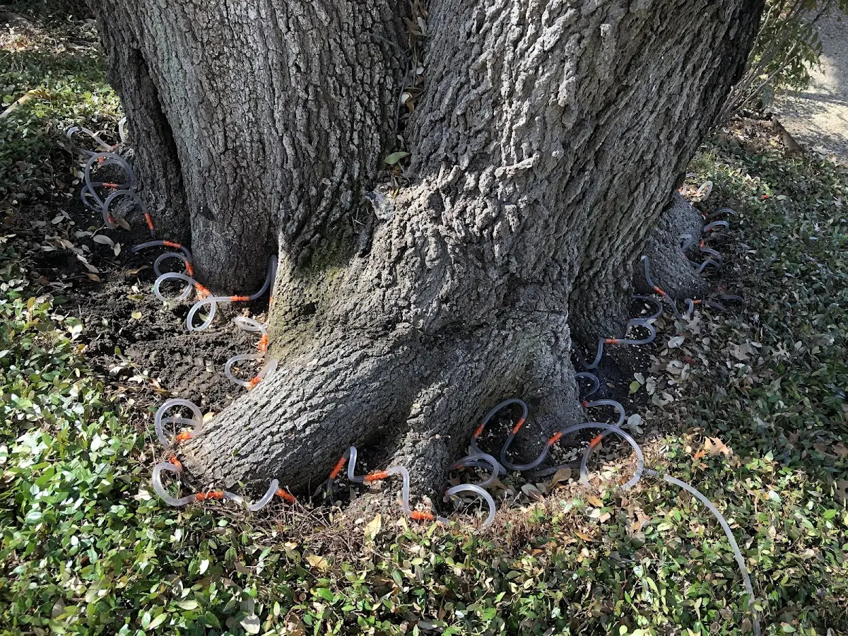 Detailed Tree Cabling and Bracing job site in Smiths Station