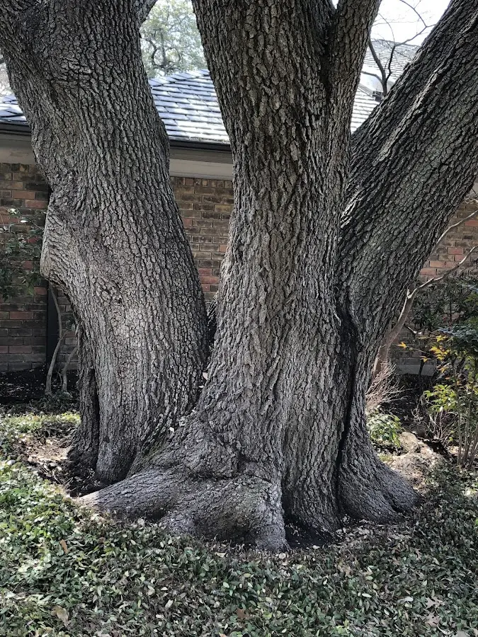 Mature heritage tree close to a Smiths Station property cared for by certified arborists